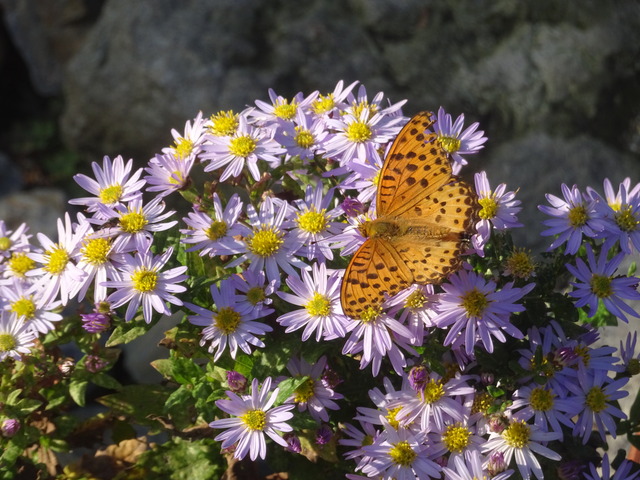 蝶　菊の蜜吸い　秋 (4)