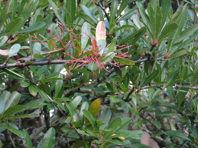 ピラカンサ　実無し (4)