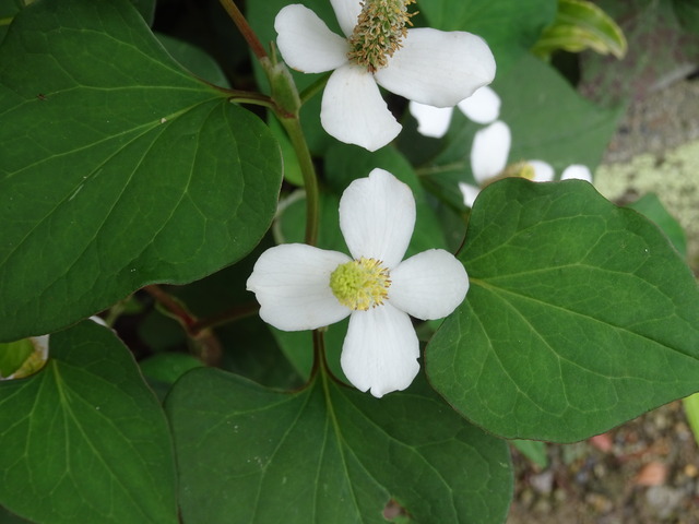 ドクダミ　花　普通 (4)