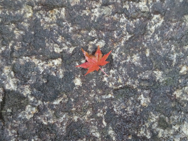 落葉　雨　庭参道 (2)