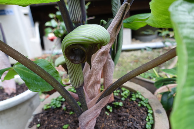 武蔵あぶみ　花１ (2)