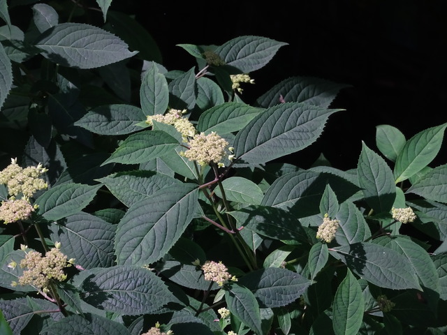 25　紫陽花７変化　花　日本庭園 (3)