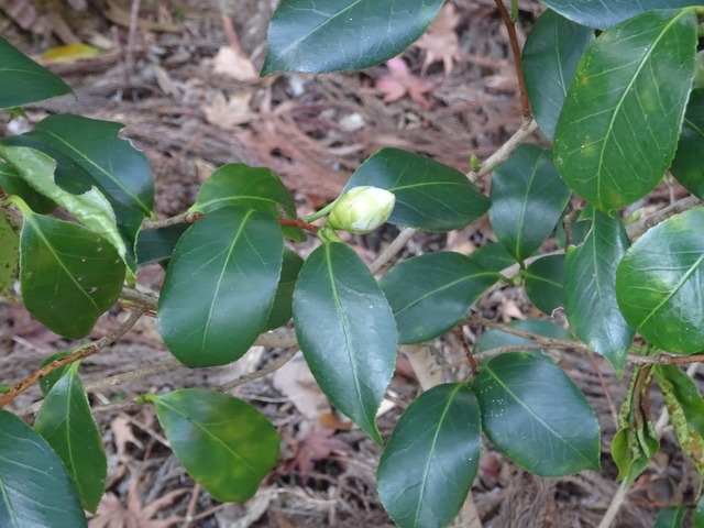 椿　蕾　黒門 (1)