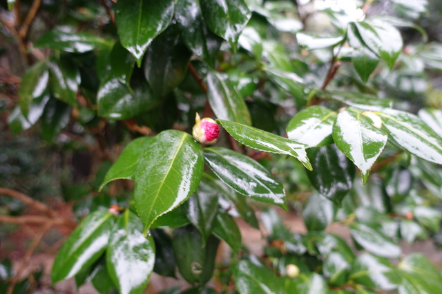 椿　紅八重　蕾 (2)