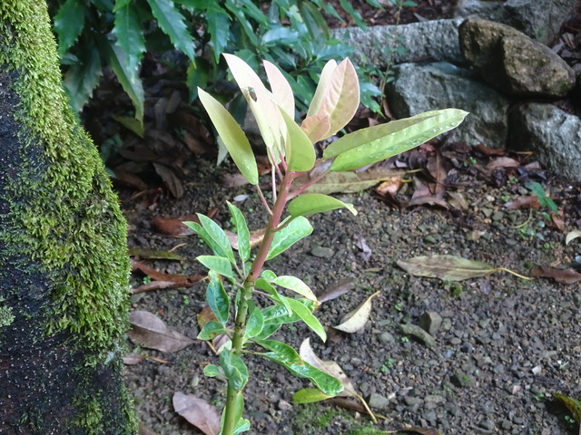杠（ユズリハ）　と芽吹き (1)