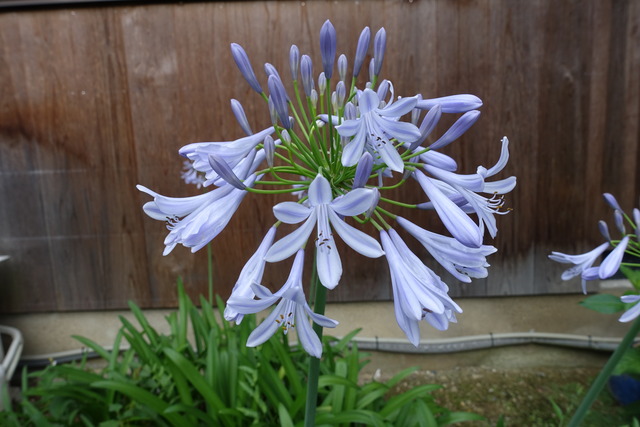 アガパンサス　母屋トイレの西　藤色の花 (3)