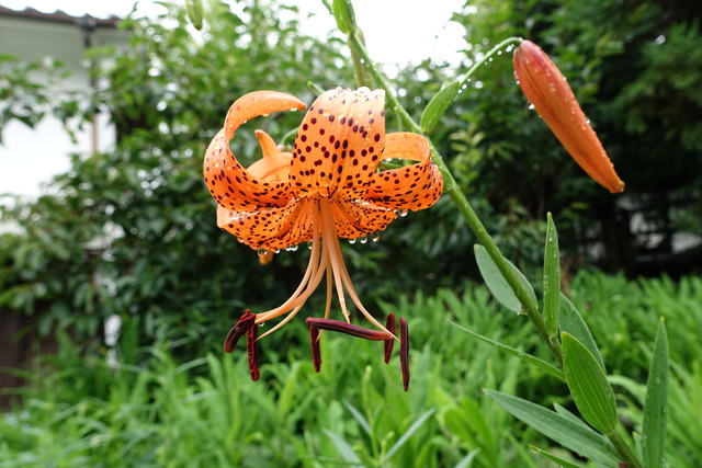 ユリの花 (3)
