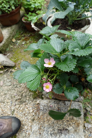 イチゴ　花 (1)