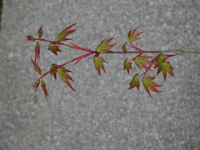 紅葉　葉っぱ新芽 (2)