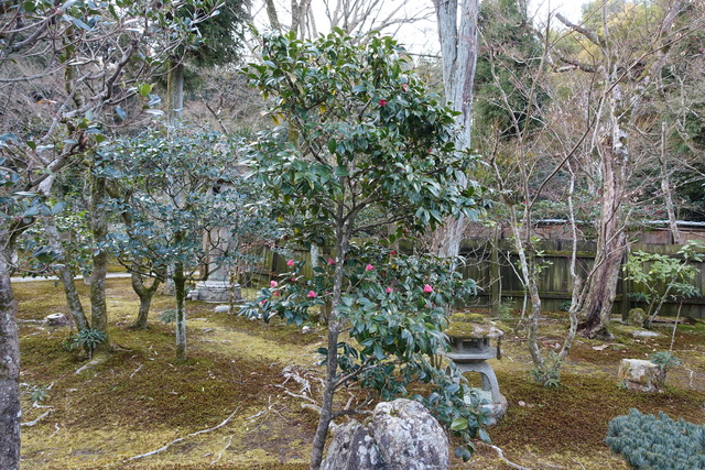 侘助　紅　小門 (1)