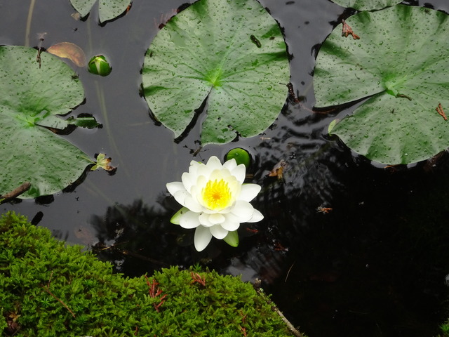 水蓮　花アップ (1)