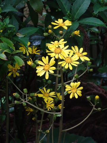 つわぶき　花　西郷道 (5)