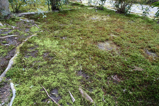 ハイゴケ　除去（掃除） (1)
