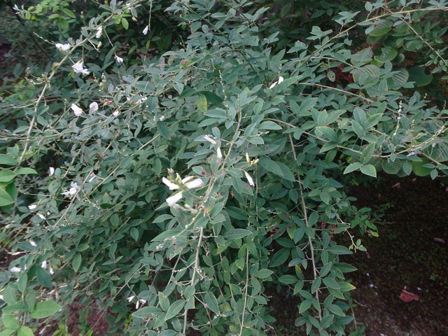 2508　萩の花　咲き始め (2)