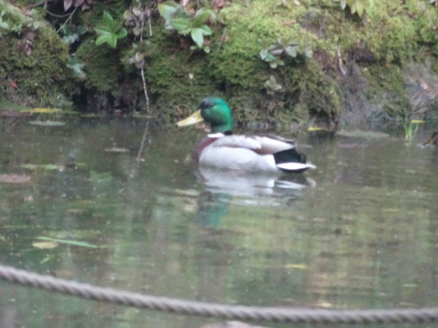 カルガモ　夫婦　240508 (3)