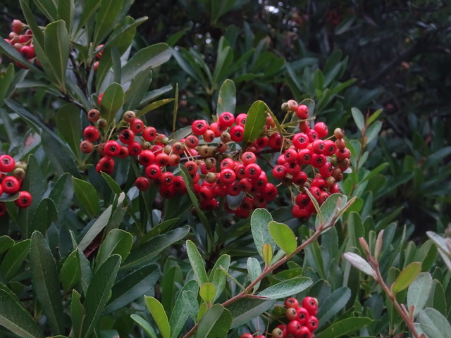 ピラカンサ　色ずき紅241018 (2)