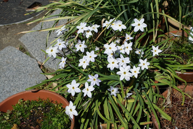 花にら　花　鉢　裏庭 (1)