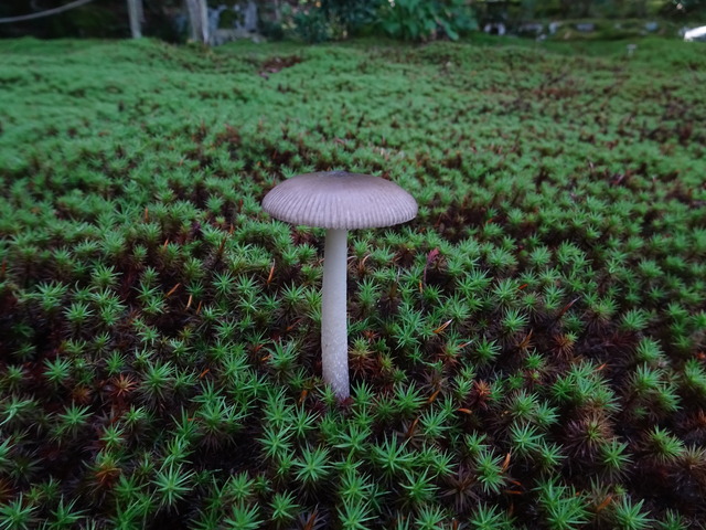 キノコ　色々2410 (12)