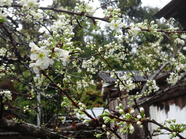 スモモ　白　花開花 (2)