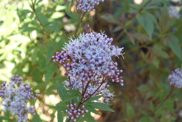 フジバカマ　花日本庭園 (3)