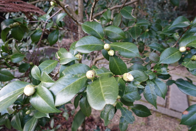 椿　白蕾　黒門 (1)