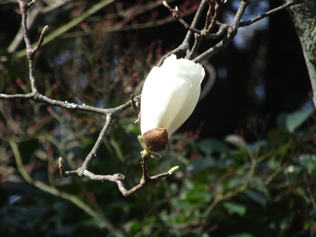 ハクモクレン (1)