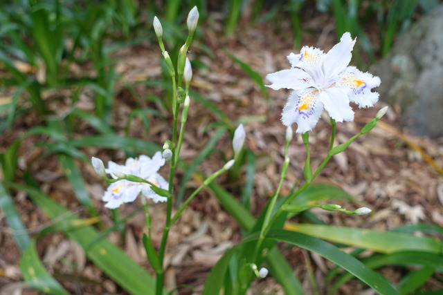 シャガ　花アップ (2)