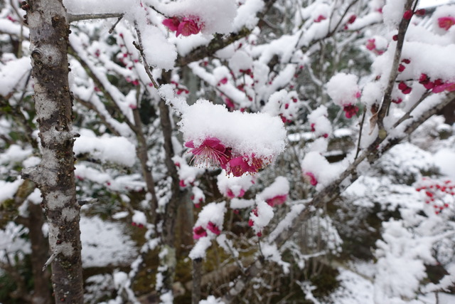 雪　紅梅2601 (2)