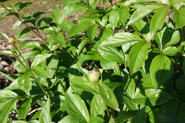 シャクヤク　蕾　日本庭園 (4)
