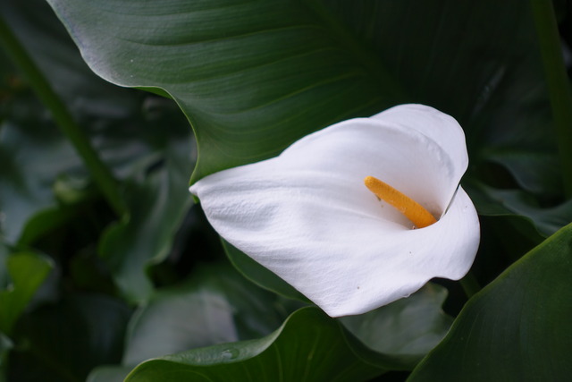 カラー　個性 (3)