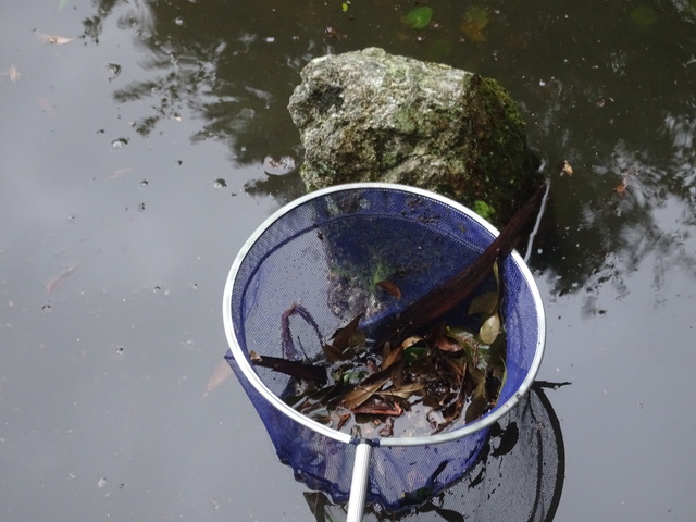 池　満水　落葉取り (2)