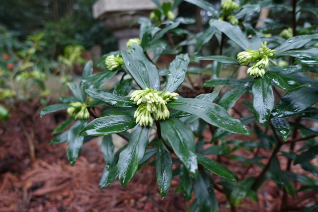 沈丁花　開花間近　白 (4)