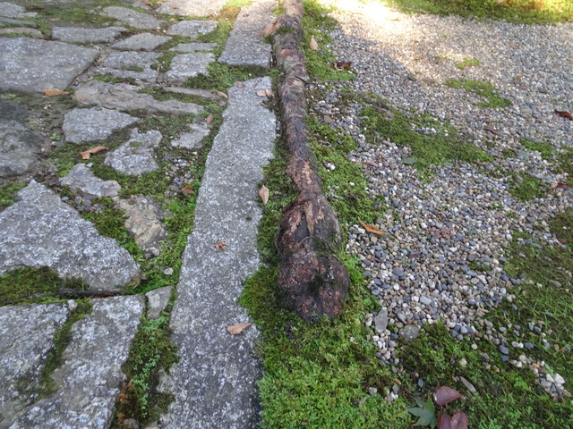 タイサンボクの根1 (1)