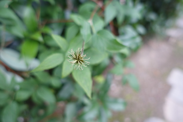 テッセン　花後 (1)