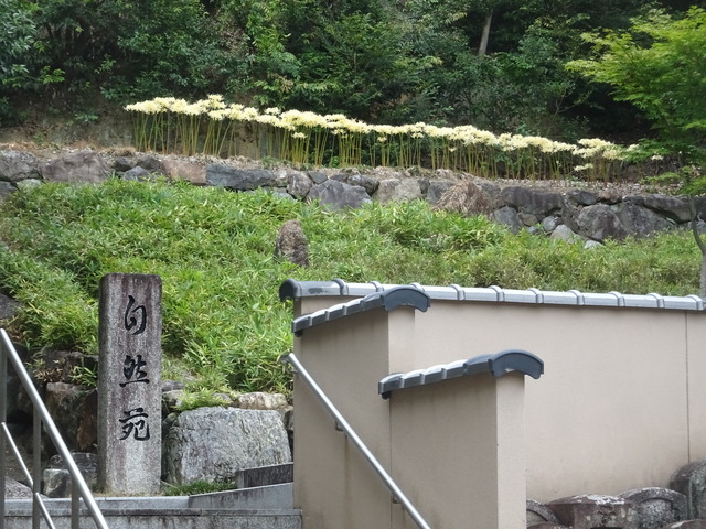 彼岸花満開　自然苑 (2)