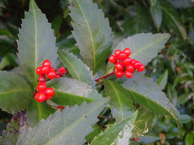 千両　早い赤実 (3)