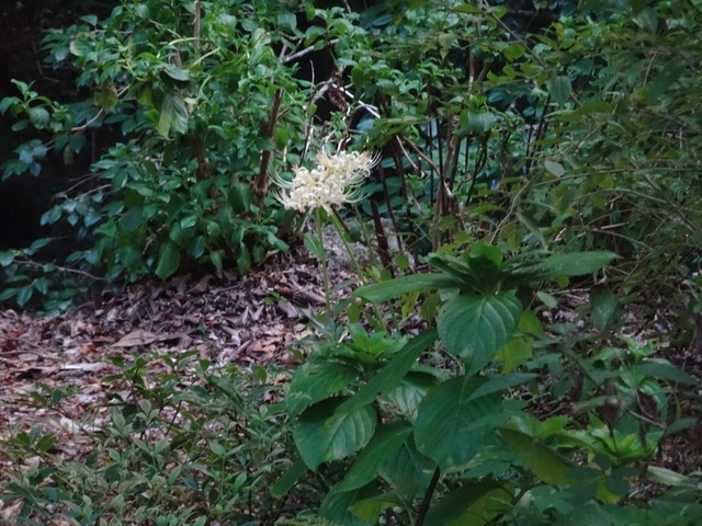 彼岸花　谷崖横　花2410 (2)