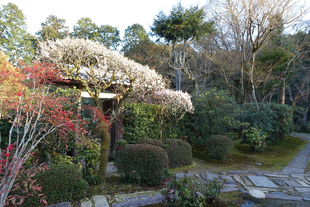 梅　小門　白満開 (2)