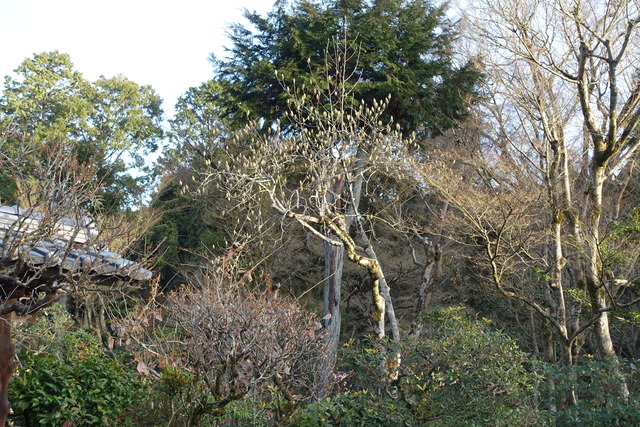 ハクレン　白　蕾　膨らむ
