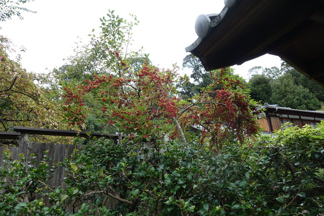 梅擬　実紅　中門　 (2)