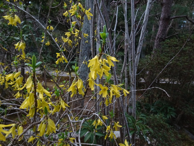 レンギョウ　黄色い花　小門　花 (3)