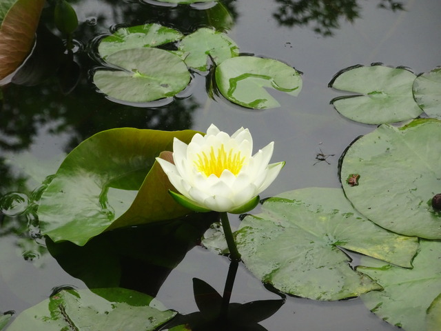 水蓮　花　2506 (4)