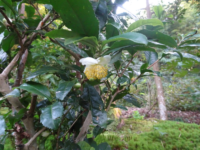 お茶の花と蕾（白） (2)