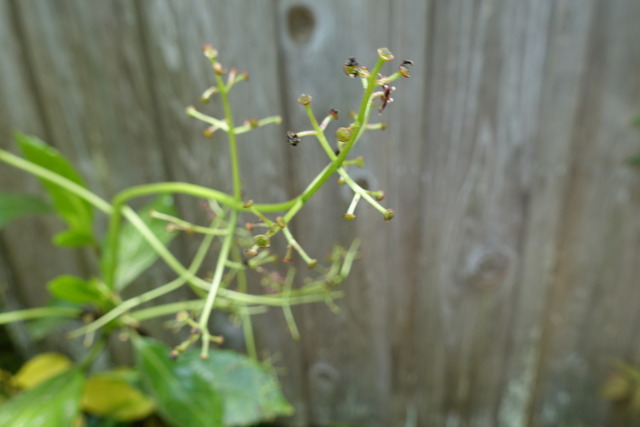 青木　花 (4)
