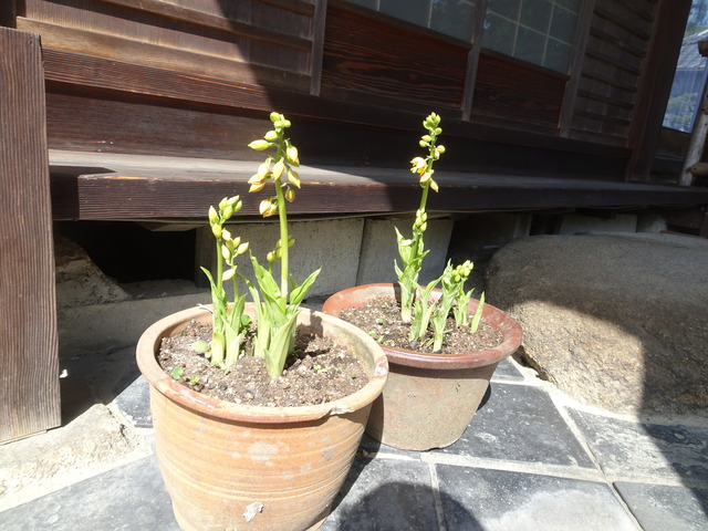 エビネ花黄 (2)
