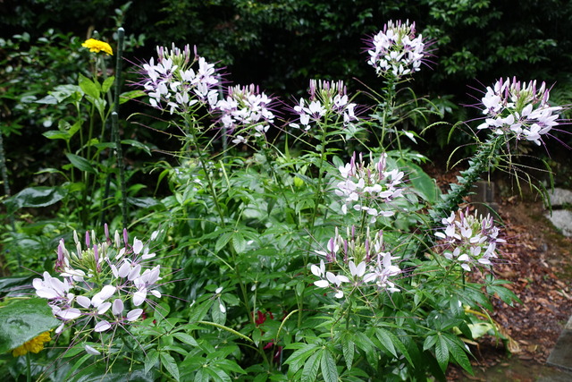 裏庭　花　クレオメ（ｾｲﾖｳﾌｳﾁｮｳｿｳ） (1)