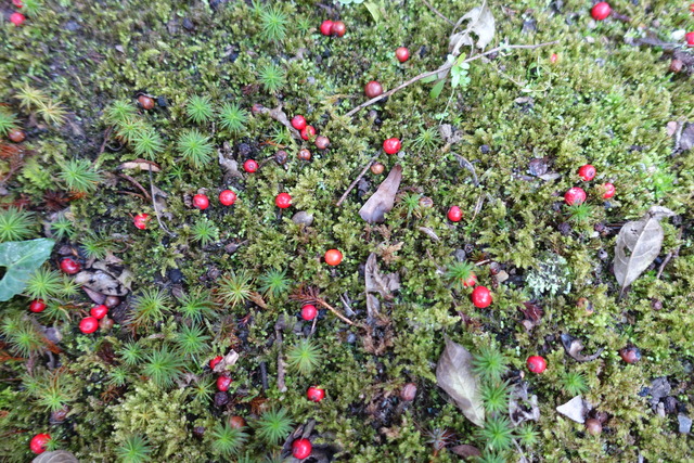 梅擬　赤実　落ちた実 (2)