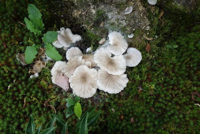 キノコ　色々2410 (14)