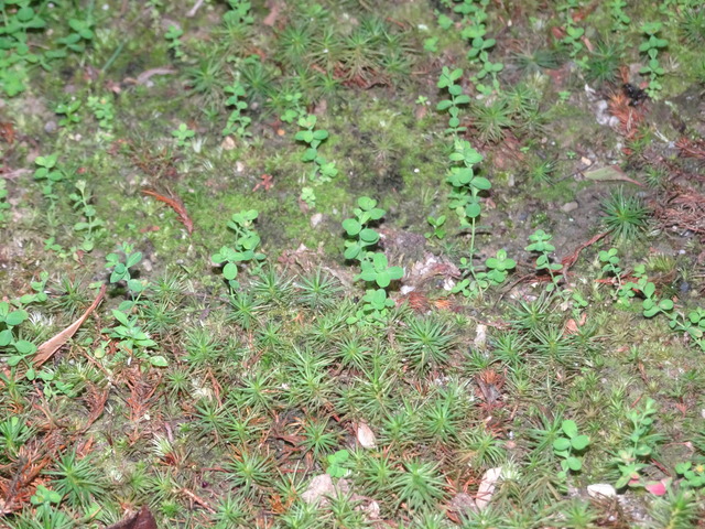 雑草　苔の間　掃除ビフォーアフター (7)
