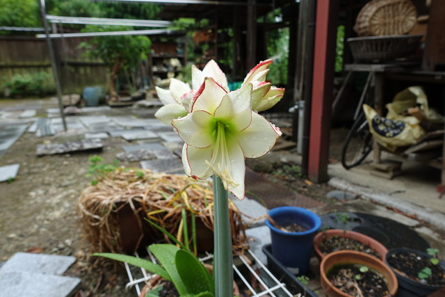 アマリリス　白花 (4)